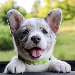 American Corgis and Pembroke Welsh Corgis from Triple B Bayou Corgis