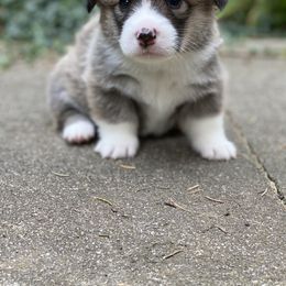 Pembroke Welsh Corgi Puppies from A&A’s Adorable Corgis