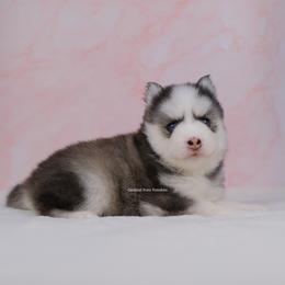 Esme - Gray and white female Pomsky puppy in Loxahatchee, Florida from Cardinal Point Pomskies