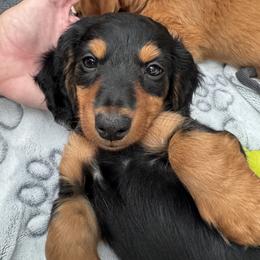 Bonnie - Blue and cream female Dachshund puppy in Anna, Texas from Bigony Family Dachshund’s