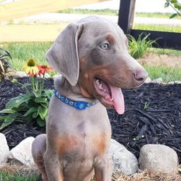 Doberman Pinscher Puppies from KB's Dobermans