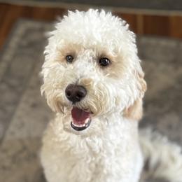 Olive - Goldendoodle