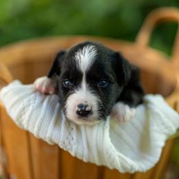 Linguini - Black & white male Miniature Australian Shepherd puppy in Fort Collins, Colorado from Basil’s Sweet Creatures