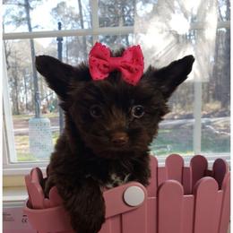 Girl 2 - Liver female Yorkshire Terrier puppy in Marion Station, Maryland from Anna's Yorkie Treasures