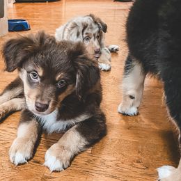Miniature Australian Shepherd Puppies from The Kelley Crew