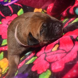 Fawn Female with Black Mask - Pink Collar - Fawn female Great Dane puppy in Alvarado, Texas from Texas Blue Danes