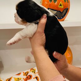 Cavalier King Charles Spaniel Puppies from Ridgefield Cavaliers