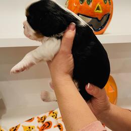 Cavalier King Charles Spaniel Puppies from Ridgefield Cavaliers