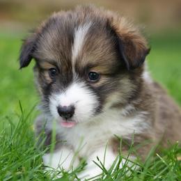 Shepherd - Sable male Pembroke Welsh Corgi puppy in Elberta, Utah from 3F Farms- Pembroke Welsh Corgis and Irish Wolfhounds