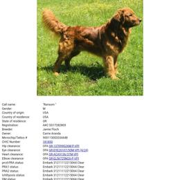 Blake - Dark golden male Golden Retriever puppy in Lebanon, Oregon from SnowPeakPaws