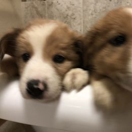 Border Collie Puppies from Burke BC’s