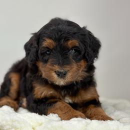 Espresso - Phantom male Bernedoodle puppy in Fleming, Colorado from Vandenbark Doodles