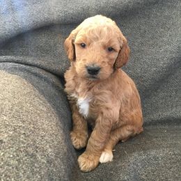 Goldendoodle Puppies from Brashears Livestock and Dogs