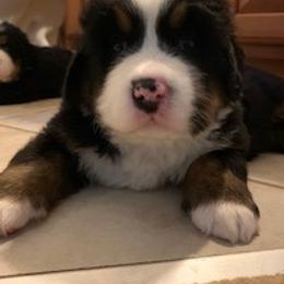 Bernese Mountain Dog Puppies from Bernese Mountain Dogs Pups European Bloodlines