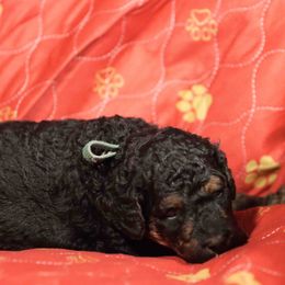 Boy 3 - male Poodle puppy in Leonard, Texas from Deblyns Poodles