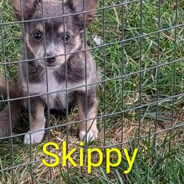 Skippy ACA - Blue and tan male Chihuahua puppy in Pennsylvania from Goodlen Pups