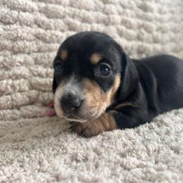 Black and tan female one - Black and tan female Dachshund puppy in Blackstone, Virginia from Cheyenne's Dachshunds