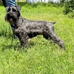 Rogue - Black female Miniature Schnauzer puppy in Arlington, Texas from Blissful Standards