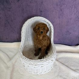 Woody(AKC) - Red  male Poodle puppy in Moreno Valley, California from Yanni's Poodle