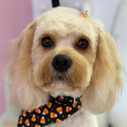 Marlee - Cavapoo