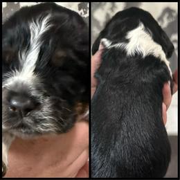 Booker - Tri-Roan male English Springer Spaniel puppy in Rio, Wisconsin from Rowan Creek Springers