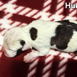 Humphrey - Brown brindle male American Staffordshire Terrier puppy in Clintwood, Virginia from SkyBlue Kennel