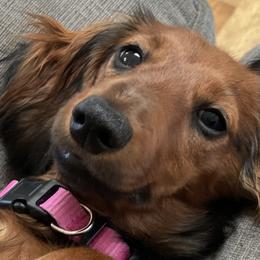 Mischka (aka bean) - Dachshund