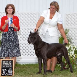 Cane Corso from Storm Front Cane Corso