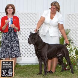 Cane Corso from Storm Front Cane Corso