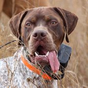 Braque Francais Pyreneans from Great Divide Kennel