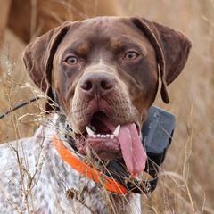 Braque Francais Pyreneans from Great Divide Kennel