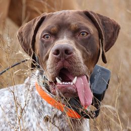 Braque Francais Pyreneans from Great Divide Kennel