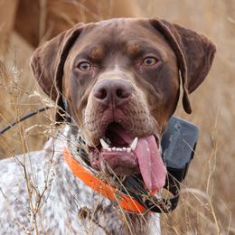 Braque Francais Pyreneans from Great Divide Kennel