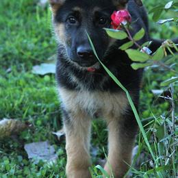 German Shepherd Puppies from Valiant Shepherds
