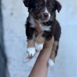 Rolo - Red tri male Miniature Australian Shepherd puppy in Mount Airy, Georgia from North Georgia Gems
