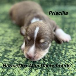 Priscilla - Chocolate and cream female Dachshund puppy in Lexington, Oklahoma from BooneDox Miniature Dachshunds