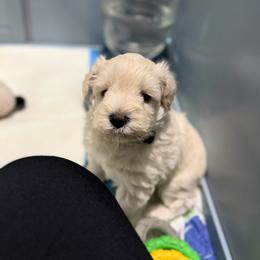 Black collar - White male Miniature Schnauzer puppy in Brownwood, Texas from Texas Dreams Mini Schnauzers