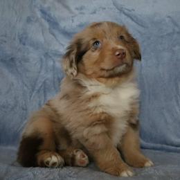 Jangle - Red merle male Miniature Australian Shepherd puppy in Philpot, Kentucky from Miller Hill Mini American Shepherds and Mini Australian Shepherds