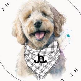 Dolly - Goldendoodle
