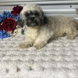 AKC Trooper - Gold and white male Shih Tzu puppy in Elgin, South Carolina from Silver Bells Paw Prints