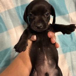 Pauli - Black male Dachshund puppy in Whitesboro, Texas from Joanie's Tickled Pink Puppies