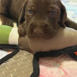 Opal - Liver female Pudelpointer puppy in Lakehills, Texas from Simply Southern Retrievers, LLC