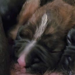#3 Classic Brindle Girl with thin white blaze - Brindle Boxer puppy in Ellensburg, Washington from Savvy Boxers Seattle