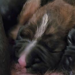 #3 Classic Brindle Girl with thin white blaze - Brindle Boxer puppy in Ellensburg, Washington from Savvy Boxers Seattle