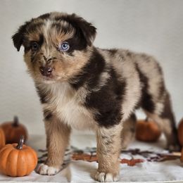 Ransom - Red merle male Australian Shepherd puppy in Mountain Grove, Missouri from K Bar H Farms