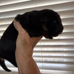 Girl 2 - Black and red female German Shepherd puppy in Dallas, Georgia from Cottonwood Kennel