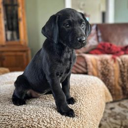 Labrador Retriever Puppies from Holyoke Kennel
