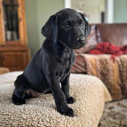 Labrador Retriever Puppies from Holyoke Kennel
