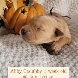 Golden Retriever Puppies from Country Road Golden Retrievers