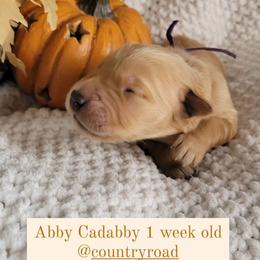 Golden Retriever Puppies from Country Road Golden Retrievers